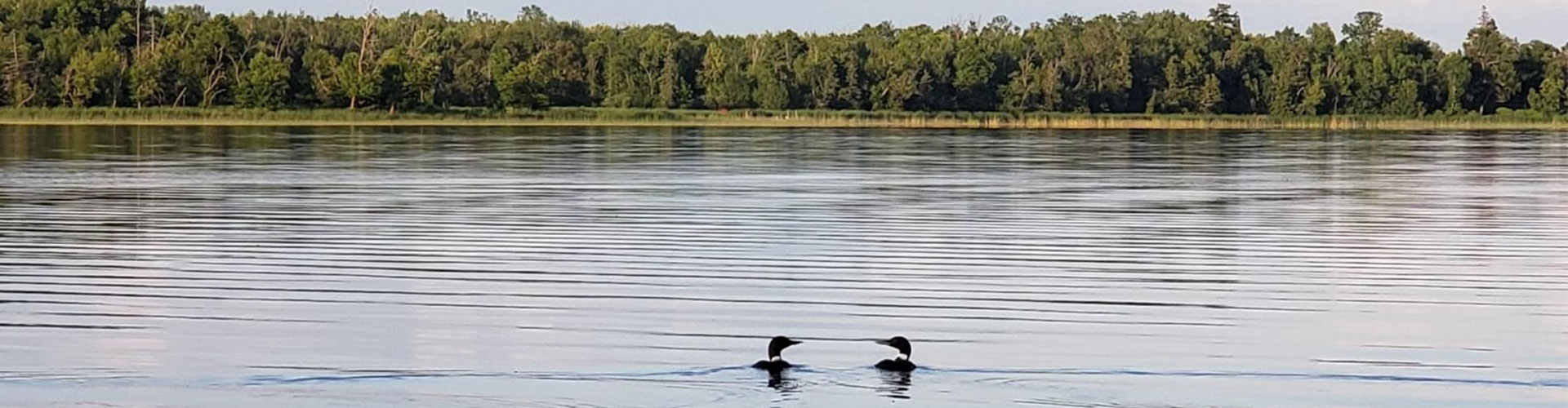 Pressure-Treated Round Poles